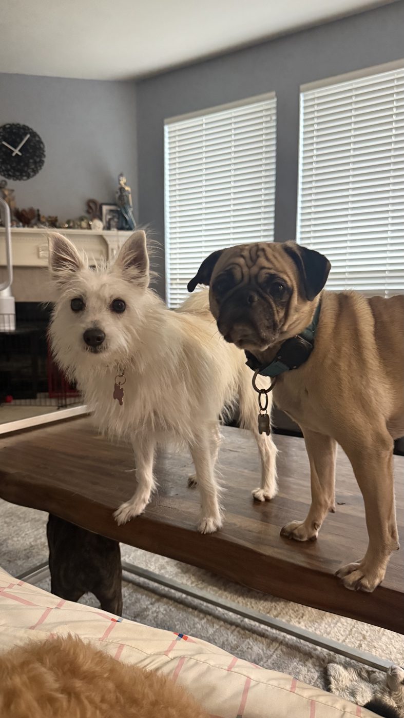 A fluffy white terrier mix and a pug standing together on a wooden coffee table